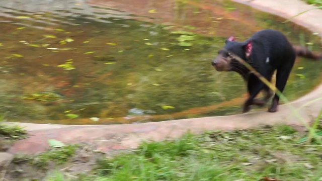 closeup of a tasmanian devil running around, slowed down run motion, tropical marsupial, Endangered animal specie from Tasmania in Australia