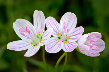 Spring beauty flowers (Claytonia virginica); an early spring ephemeral; actual size about 1 cm in diameter