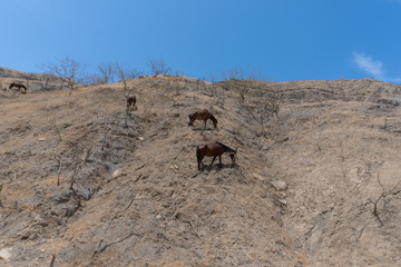 horses in the mountain