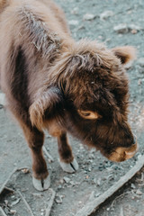 Obraz premium Mr. Fluff