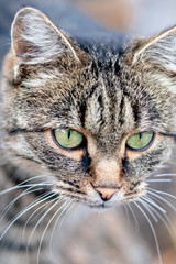 gray cute cat with green eyes pets