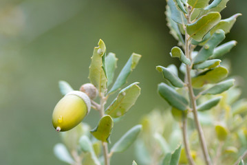 Fototapeta premium Acorn Quercus ilex is the characteristic fruit of the oak