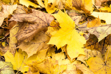 Yellow and orange autumn leaves background. Outdoor. Colorful backround image of fallen autumn leaves perfect for seasonal use.