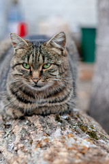 gray cute cat with green eyes pets