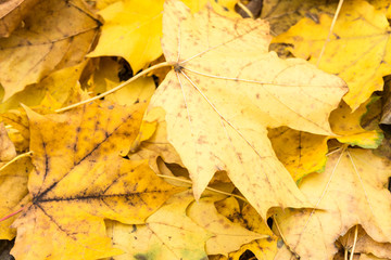 Yellow and orange autumn leaves background. Outdoor. Colorful backround image of fallen autumn leaves perfect for seasonal use.