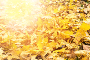 Yellow and orange autumn leaves background. Outdoor. Colorful backround image of fallen autumn leaves perfect for seasonal use.