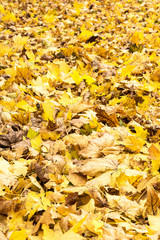 Yellow and orange autumn leaves background. Outdoor. Colorful backround image of fallen autumn leaves perfect for seasonal use.