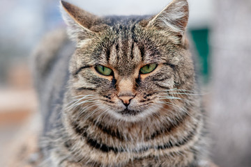 gray cute cat with green eyes pets
