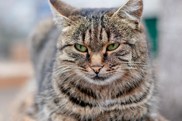 gray cute cat with green eyes pets