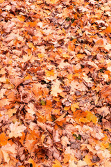 red and orange autumn leaves background. Outdoor. Colorful backround image of fallen autumn leaves perfect for seasonal use.