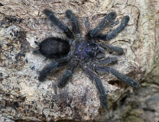Ecuadorean purple pink-toe tarantula (Avicularia purpurea) on a log in Tena, Ecuador, after a rain (drops visible on hairs on body).