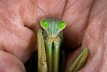 European mantis held in man's hand.