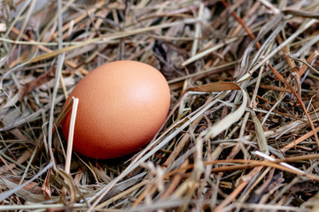 chicken egg in a nest of hay or straw close