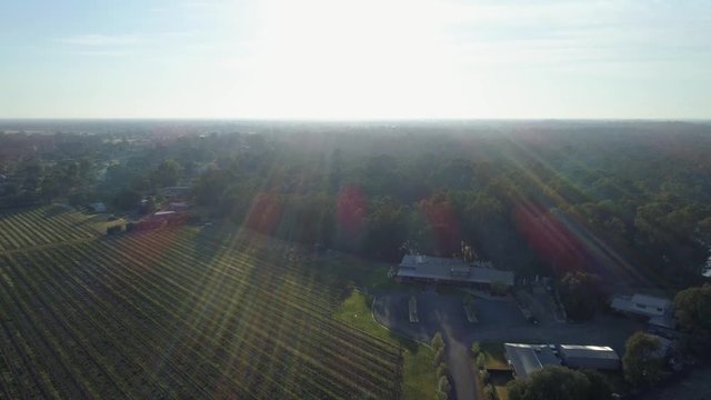 Aerial descend with lens flare over vineyard in Australia