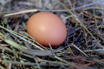 chicken egg in a nest of hay or straw close