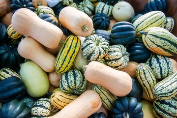 Squash and Gourds
