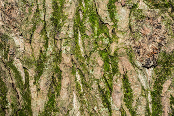 poplar tree bark texture, close-up nature abstraction background
