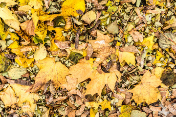 Yellow and orange autumn leaves background. Outdoor. Colorful backround image of fallen autumn leaves perfect for seasonal use.
