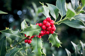 Green Holly Bush leaves with a cluster of vibrant red berries. - Powered by Adobe