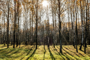 A picture of a birch grove illuminated by the rays of the autumn orange sun. Green grass and birch trees