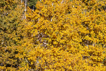 autumn leaves background