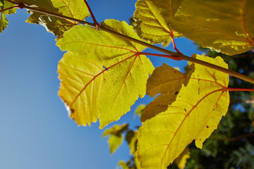 Vibrant yellow tree leaves basking in the Autumn sun.