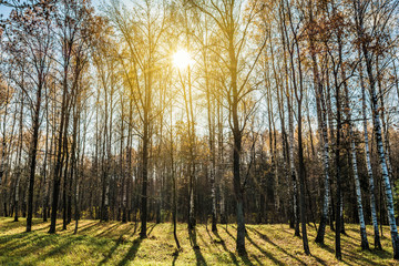 A picture of a birch grove illuminated by the rays of the autumn orange sun. Green grass and birch trees