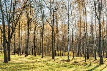 Fototapeta premium the trees of the autumn park are lit by the orange light of the setting sun, nature abstract background