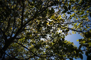 tree with leaves