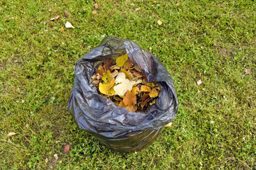 A plastic bag full of fallen leaves stands on a lawn for recycling. Cleaning in the city after leaf fall close up.