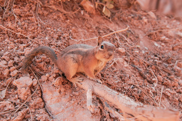 Very Curious chipmunk in Bryce canyon national park, Utah, USA. Red ground background.