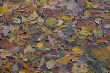 bunte Laubblätter im Wasser