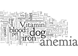 Could Your Dog Have Anemia