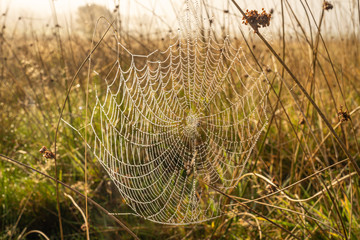 Orb web at dawn covered in dew