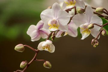 Fototapeta na wymiar Orchids 