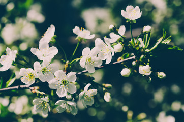 Cherry spring flowers