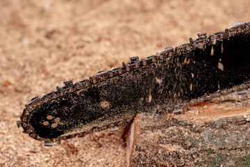 Closeup view of a chainsaw bar and cutting chain. Dirty blade of a chainsaw. Blade of a chainsaw in the garden, copy space