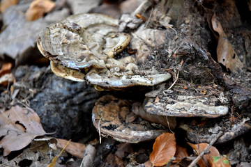 Grotesque grey fungus