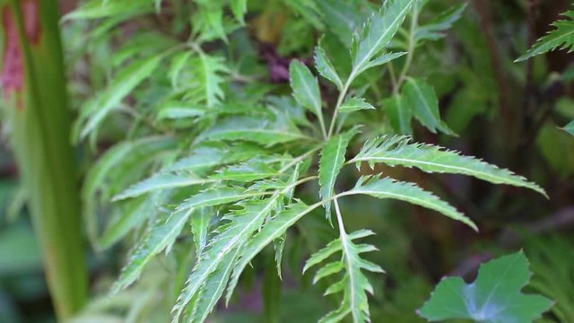 Polyscias is a genus of flowering plants in the family Araliaceae. They bear pinnately compound leaves