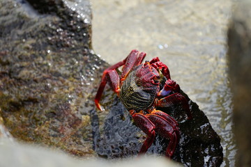 Crab