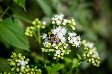 Bee on the flowers in the garden  