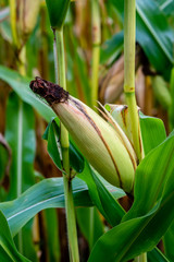Obraz premium Corns close-up in the corn fields