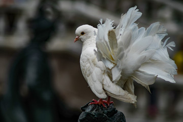 white dove, pigeon