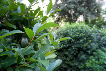 Obraz premium green plant in the garden