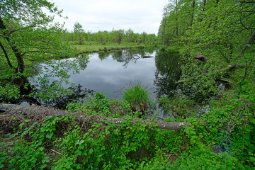 Gewässer im Nationalpark Biebrza - Lake in Biebrza National Park