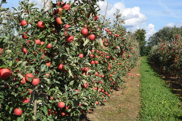 Sad jabłoniowy jesienią - obrazy, fototapety, plakaty