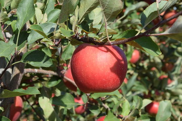 Jabłka w jesiennym sadzie - obrazy, fototapety, plakaty