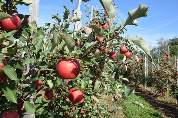Sad jabłoniowy jesienią
