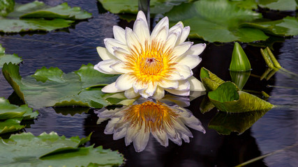 white and yellow wter lily reflected in a garden pond