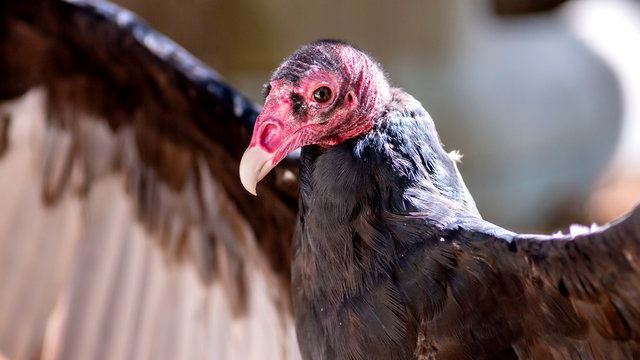 close-up portrait of a turkey vulture
